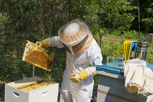 Bee-Tastic Series Part Two: Amateur Beekeeping Tips – Preparedness Hub