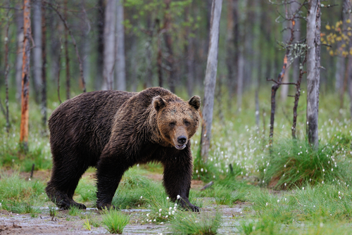 How to Survive a Bear Attack – Preparedness Hub