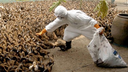 Egg And Poultry Shortage Looming Over Bird Flu Pandemic? – Preparedness Hub