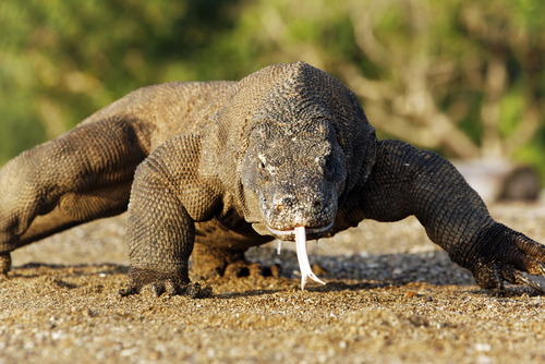 Types Of Dangerous Lizards – Preparedness Hub