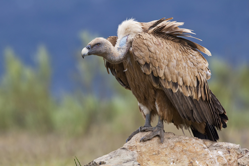 Dangerous Birds Preparedness Hub